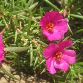 Portulaca Seeds – Purple