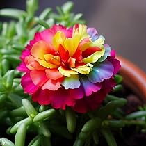 Portulaca Seeds – Rainbow