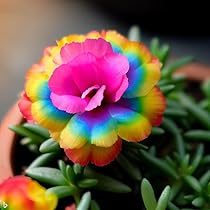 Portulaca Seeds – Rainbow