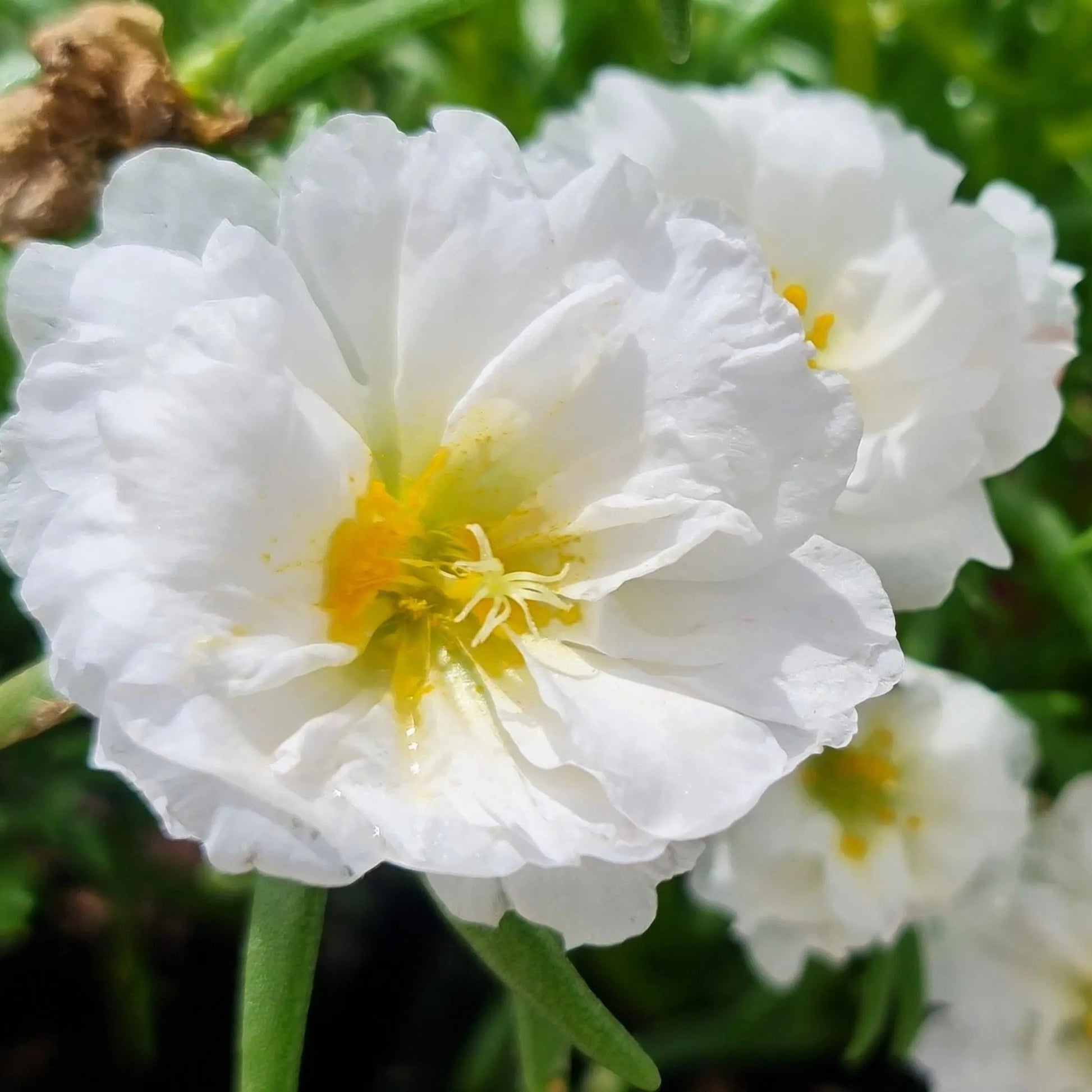 Portulaca Seeds – White