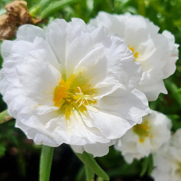 Portulaca Seeds – White