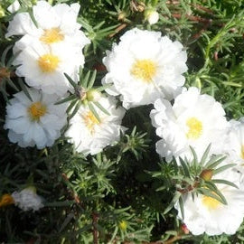 Portulaca Seeds – White