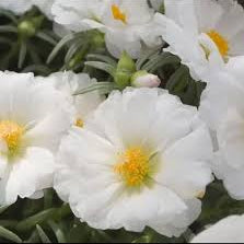 Portulaca Seeds – White