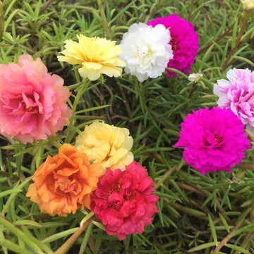 Portulaca grandiflora Seeds – Mixed Color