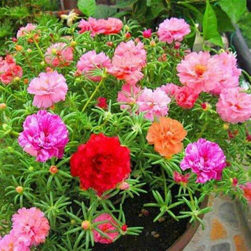 Portulaca grandiflora Seeds – Mixed Color
