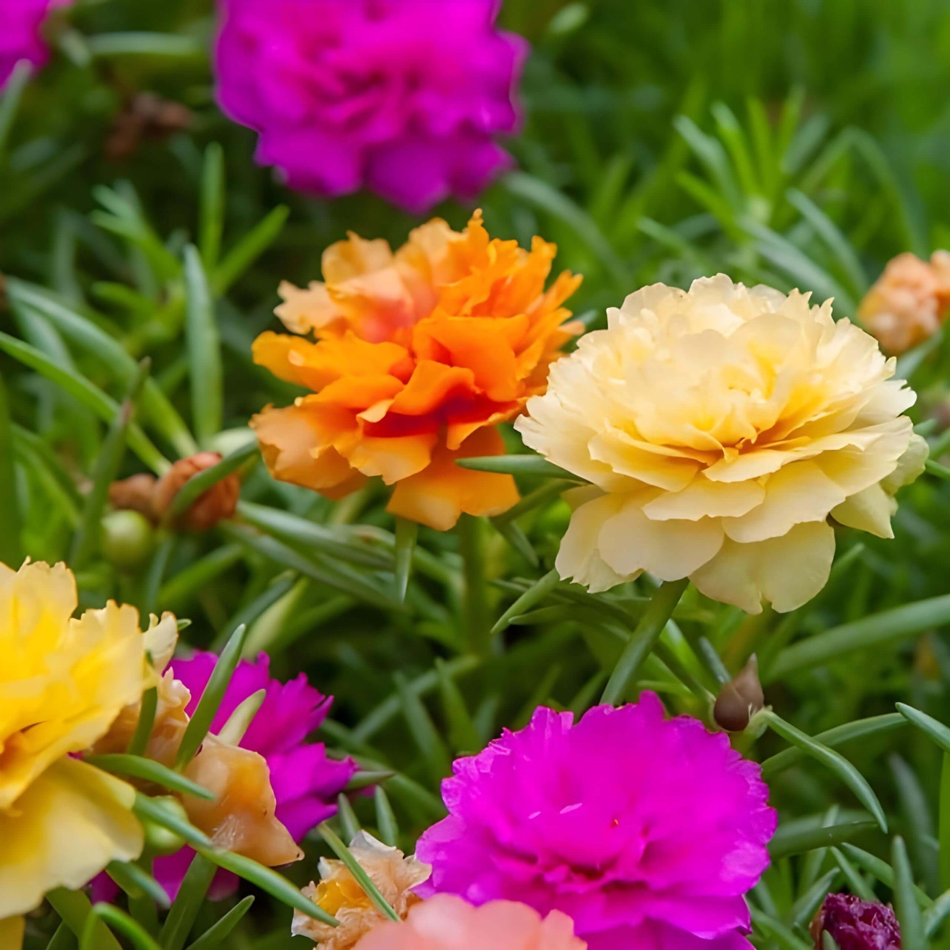 Portulaca grandiflora Seeds – Mixed Color