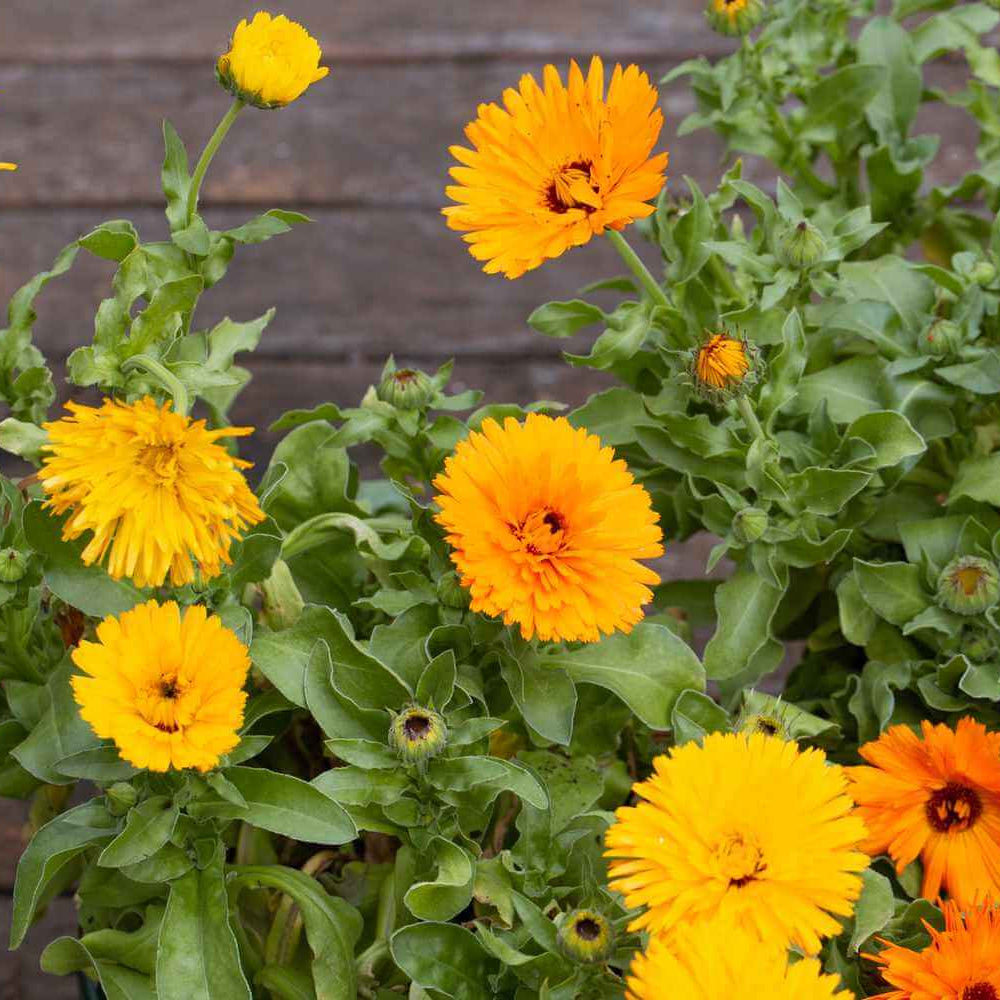 Pot Marigold Calendula Officinalis Seeds