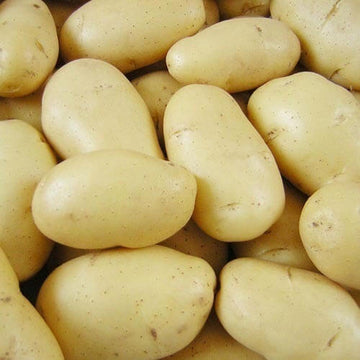 Potato Seeds – Cream