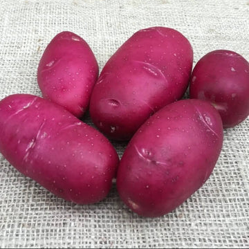 Potato Seeds – Dark Pink