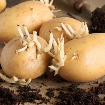 Potato Seeds