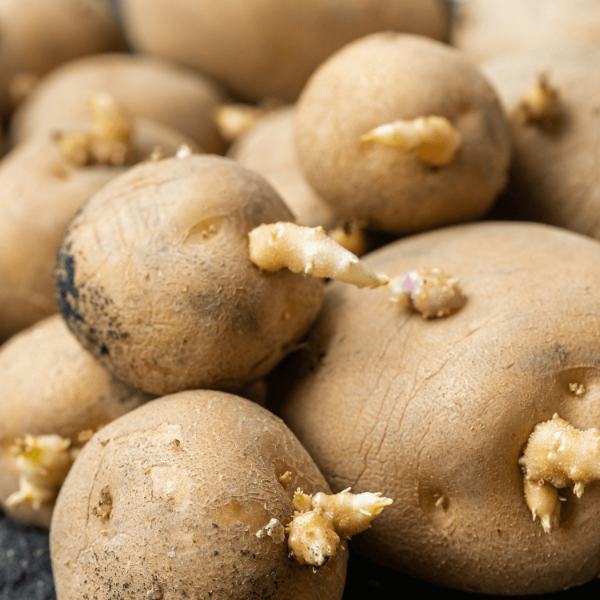 Potato Seeds