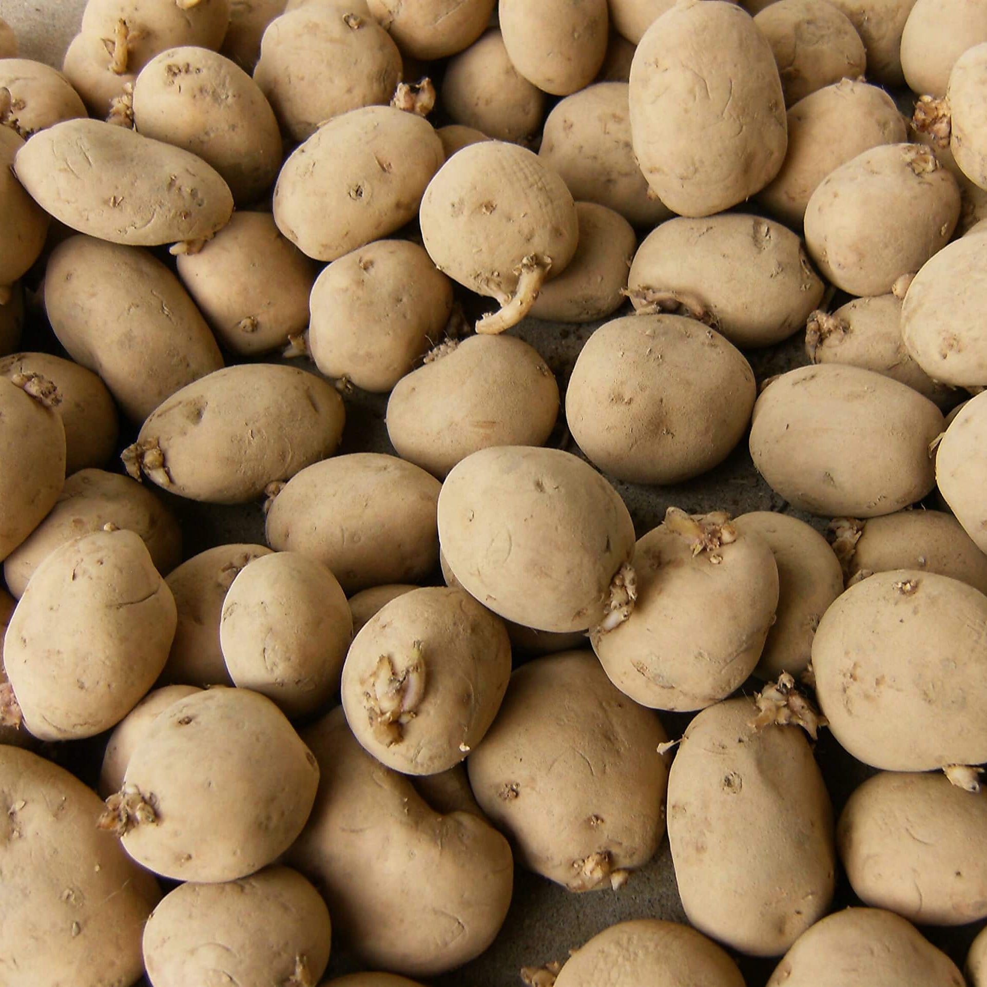 Potato Seeds - Brown
