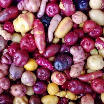Potato Seeds - Mixed