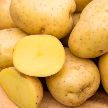 Potato Seeds - Yellow