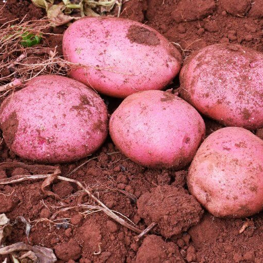 Potato Seeds – Red