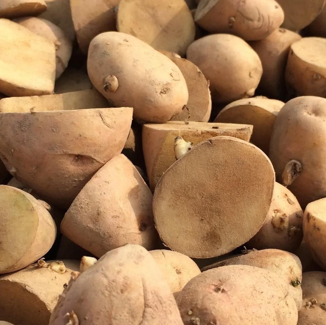 Potato Seeds - Brown