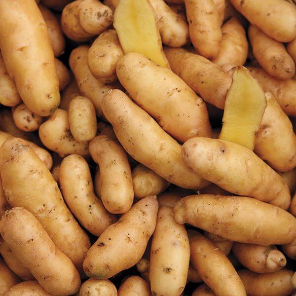 Potato Seeds -  Banana Fingerling