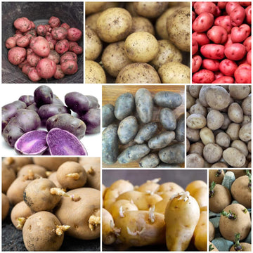 Potato Seeds - All In One For Home Gardens