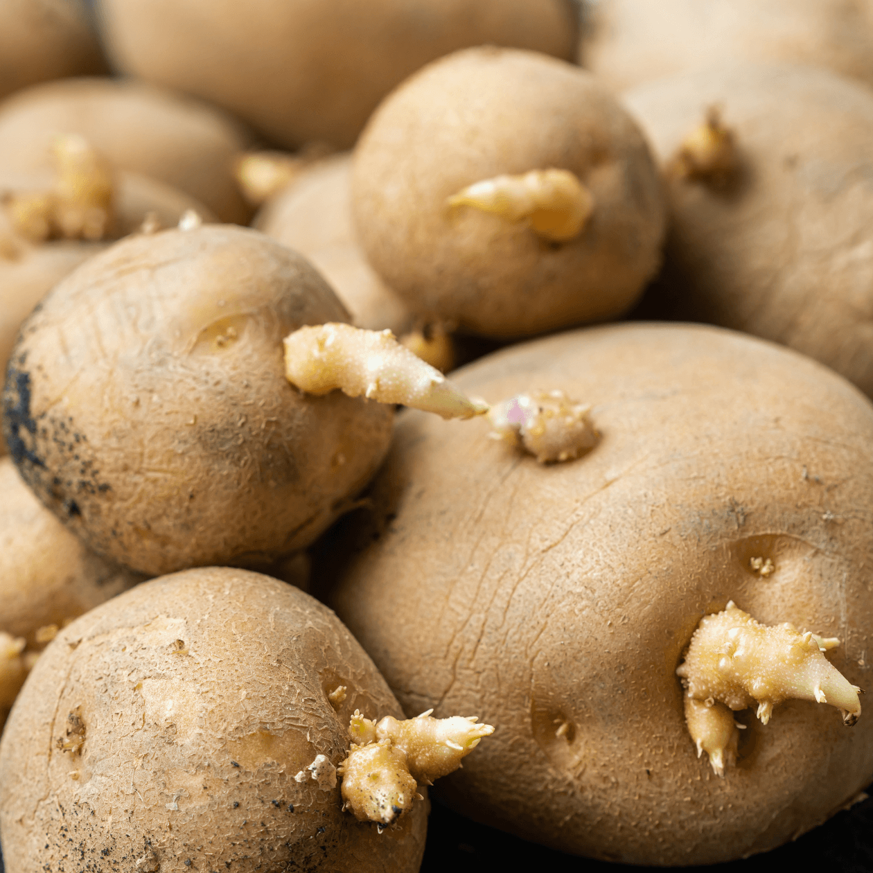Potato Seeds - Brown