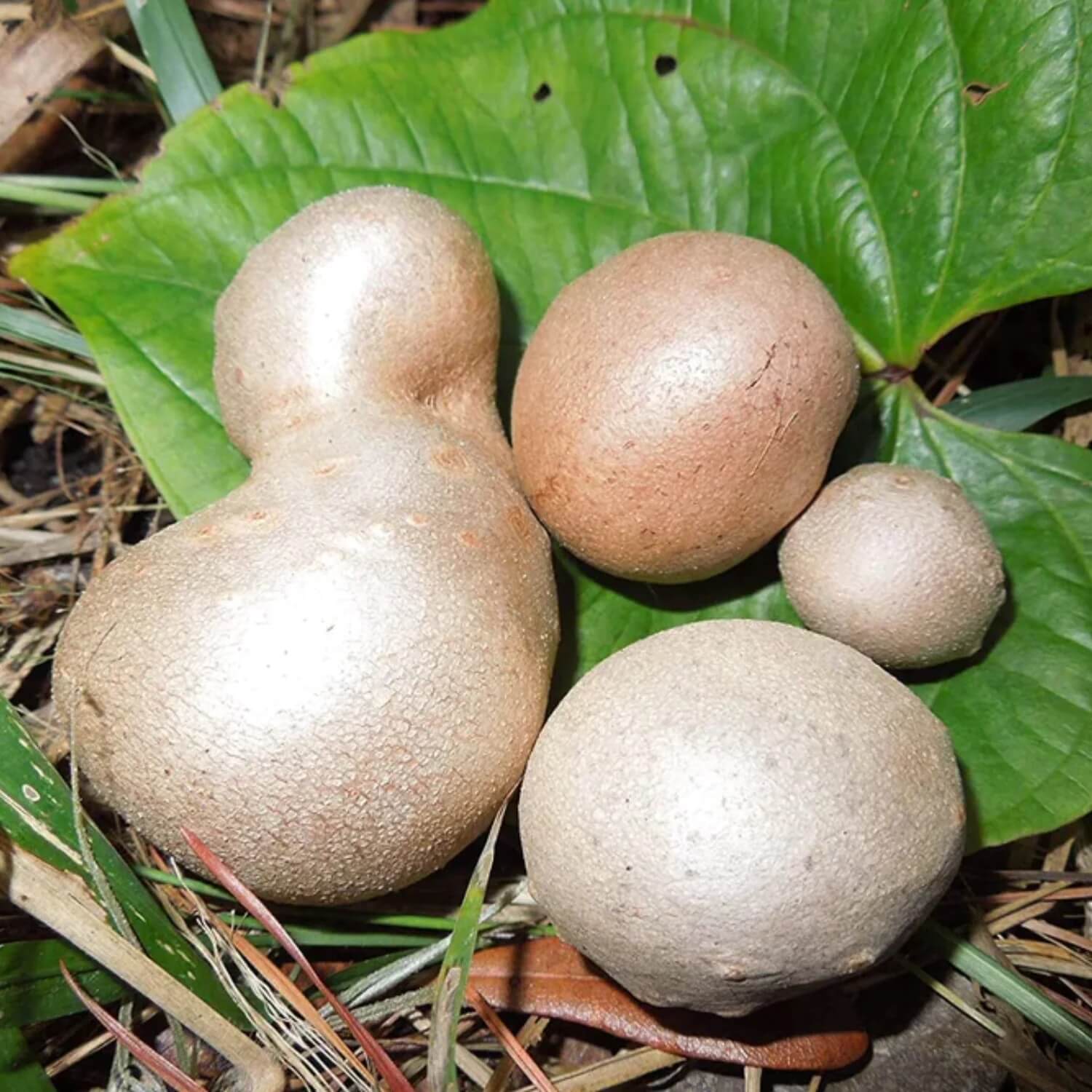 Potato Seeds - Dioscorea 