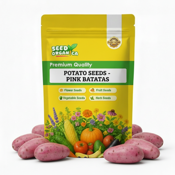Potato Seeds - Pink Batatas