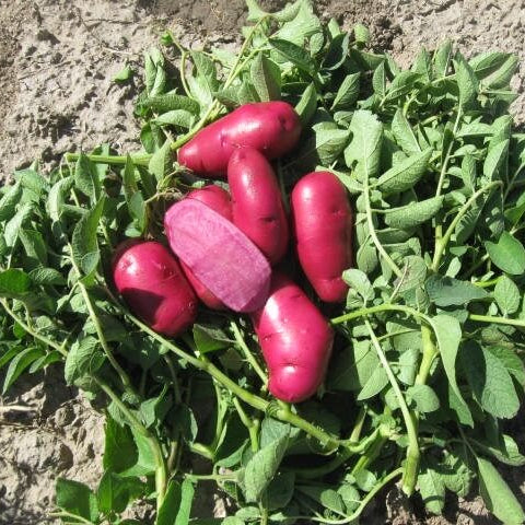 Potato Seeds - Pink Purple 