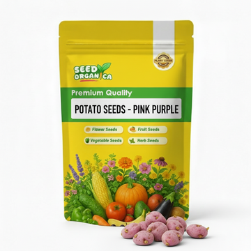 Potato Seeds - Pink Purple