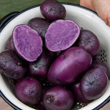 Potato Seeds - Purple Batatas