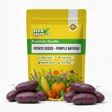Potato Seeds - Purple Batatas