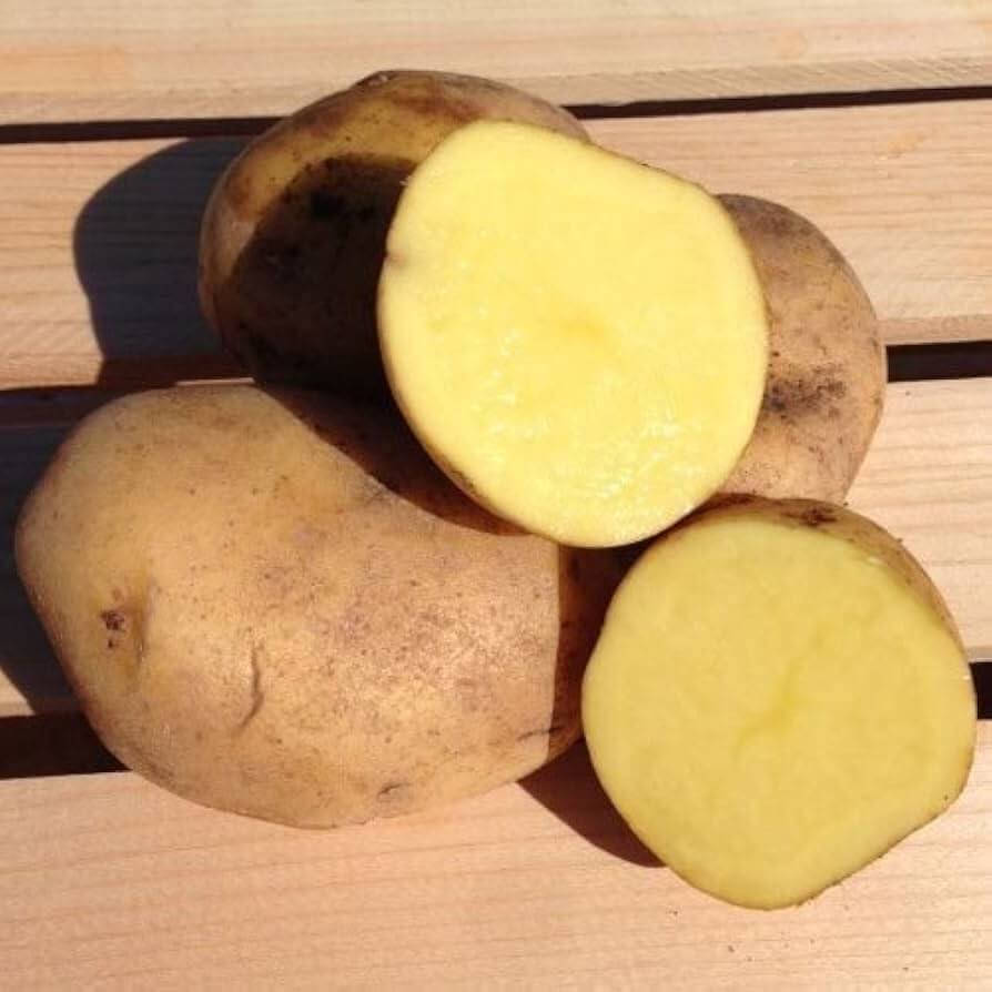 Potato Seeds - Yellow
