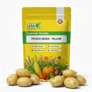 Potato Seeds - Yellow