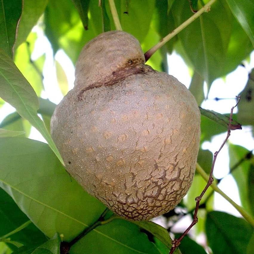 Potato Seeds - Dioscorea 