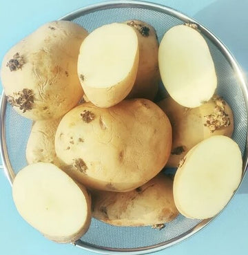 Potato Seeds - Light Yellow