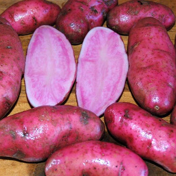 Potato Seeds - Pink Purple 