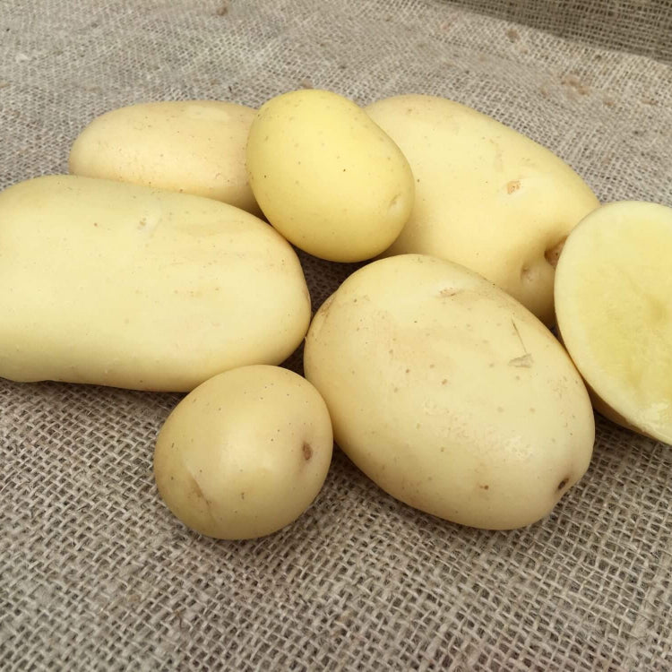 Potato Seeds – Cream