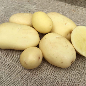 Potato Seeds – Cream