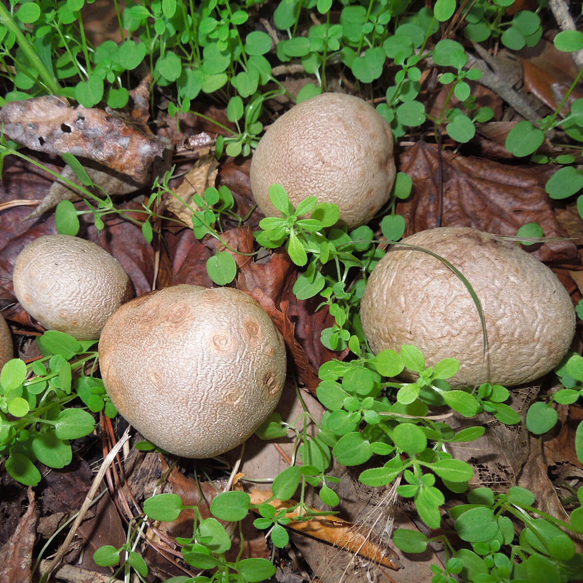 Potato Seeds - Dioscorea 