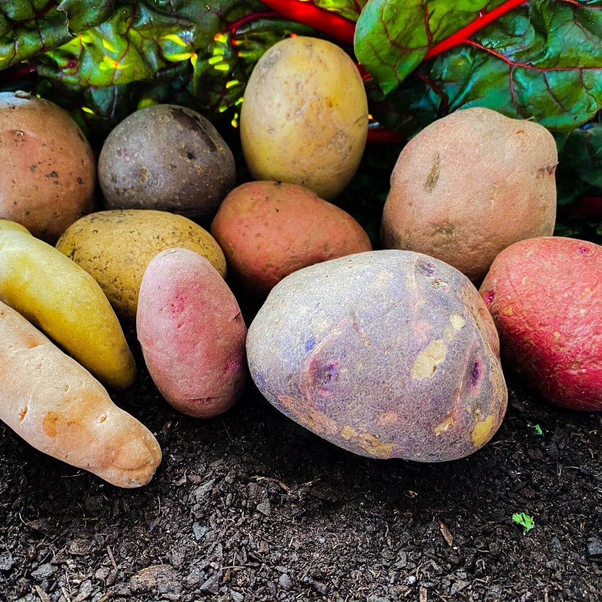 Potato Seeds - Mixed