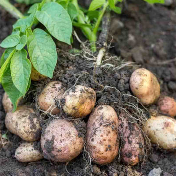 Potato Seeds