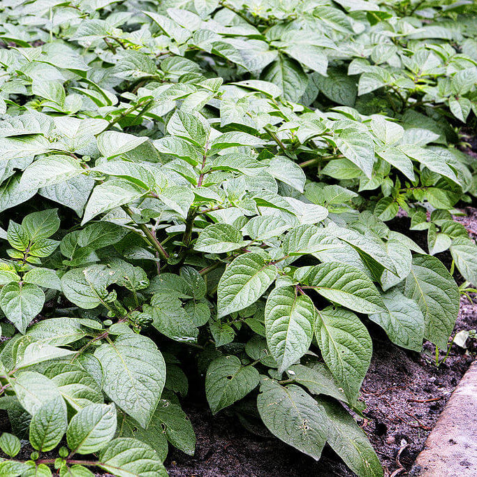 Potato Seeds For Planting