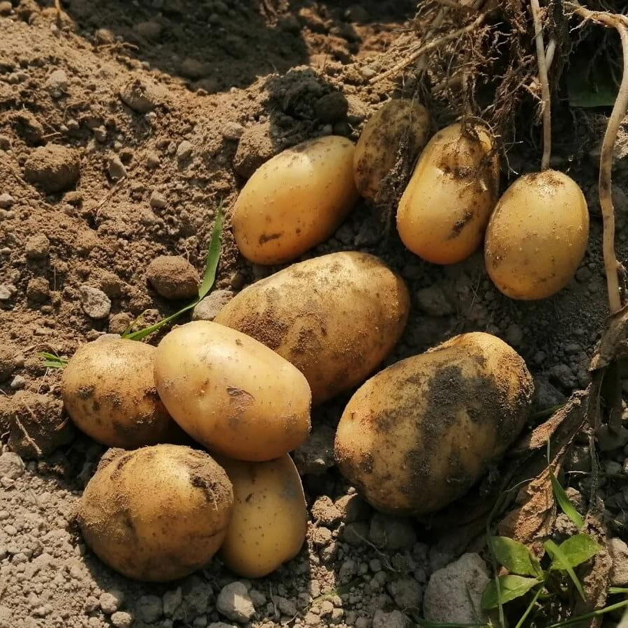 Potato Seeds For Planting