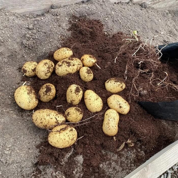 Potato Seeds For Planting