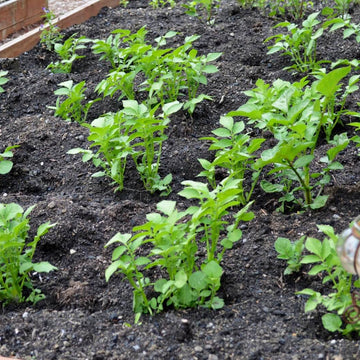 Potato Seeds For Planting