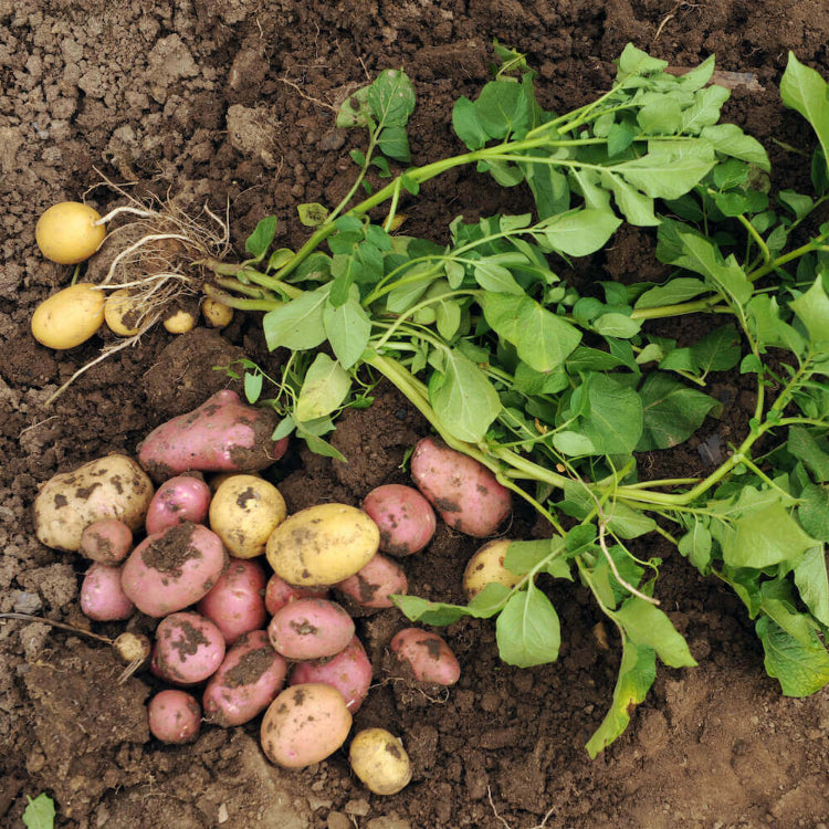 Potato Seeds For Planting