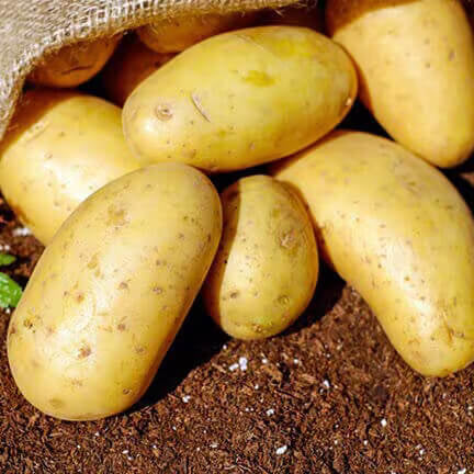 Potato Seeds – Solanum tuberosum