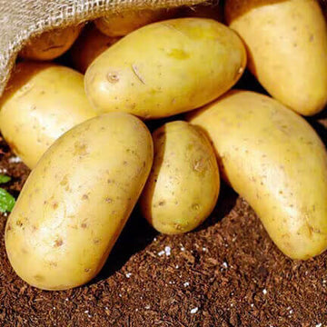 Potato Seeds – Solanum tuberosum