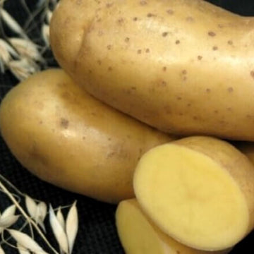Potato Seeds – Solanum tuberosum