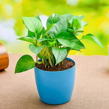 Pothos Seeds