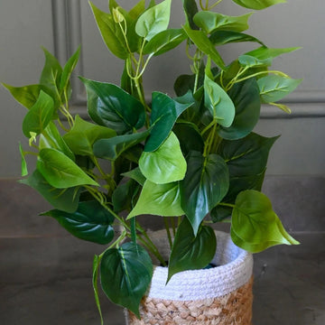 Pothos Seeds for Planting