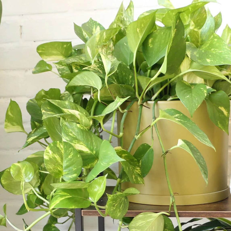 Pothos Seeds for Planting